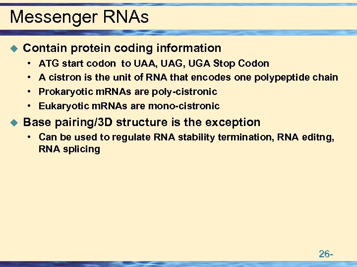 Messenger RNAs u Contain protein coding information • • u ATG start codon to
