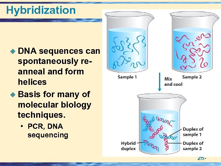 Hybridization u DNA sequences can spontaneously reanneal and form helices u Basis for many