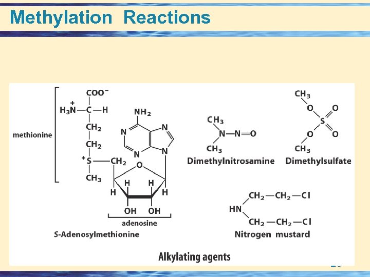 Methylation Reactions 26 - 