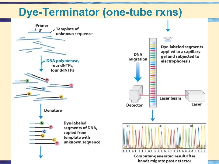 Dye-Terminator (one-tube rxns) 26 - 