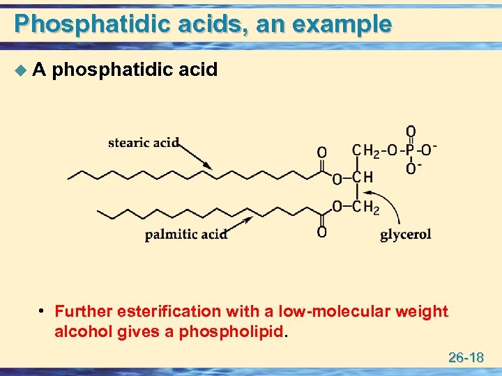 Phosphatidic acids, an example u A phosphatidic acid • Further esterification with a low-molecular