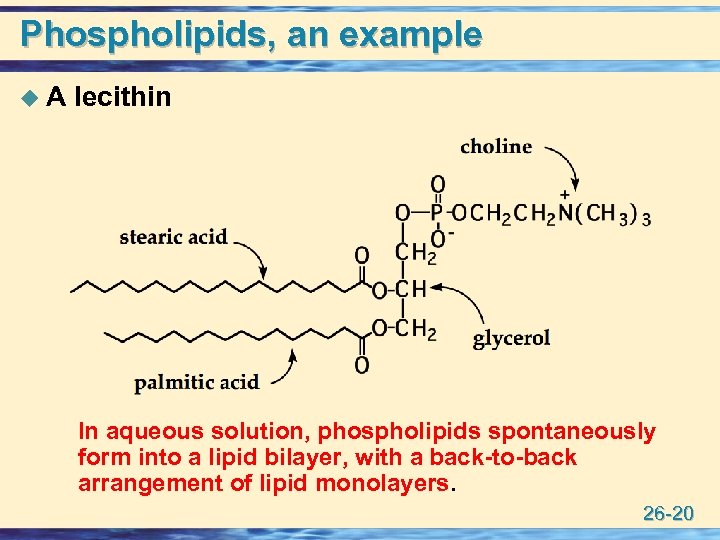 Phospholipids, an example u A lecithin In aqueous solution, phospholipids spontaneously form into a