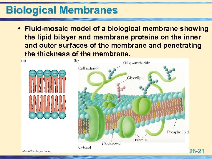 Biological Membranes • Fluid-mosaic model of a biological membrane showing Fluid-mosaic model the lipid