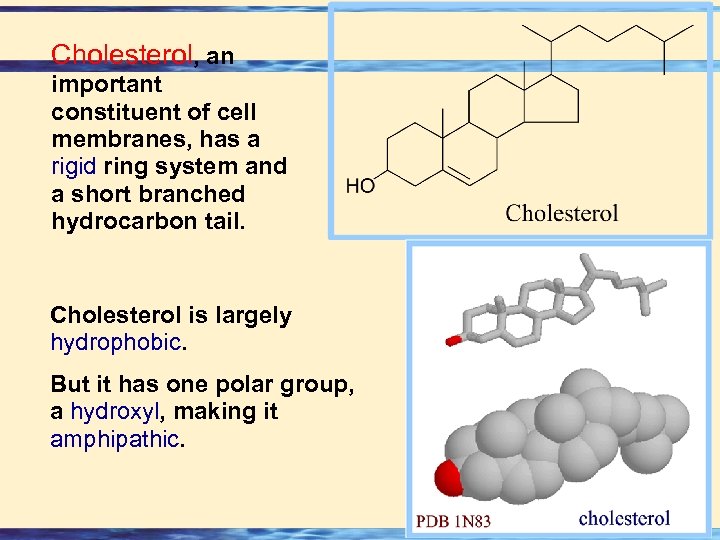 Cholesterol, an important constituent of cell membranes, has a rigid ring system and a