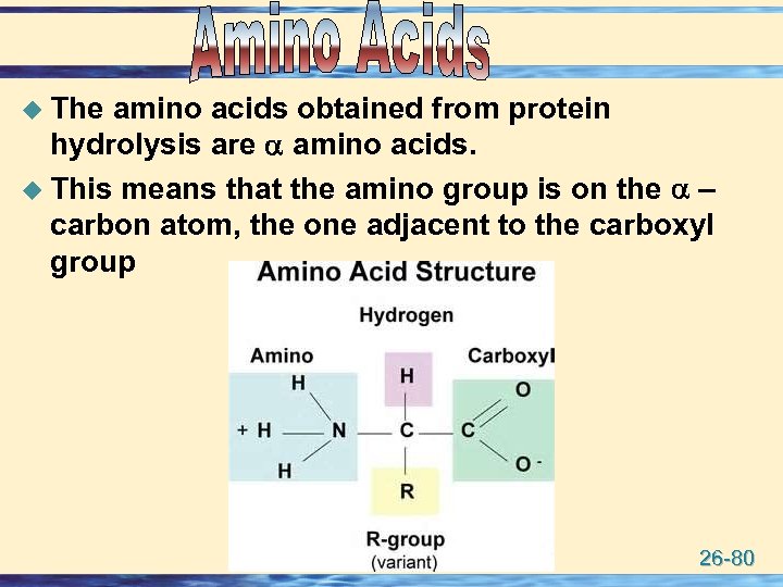 u The amino acids obtained from protein hydrolysis are amino acids. u This means