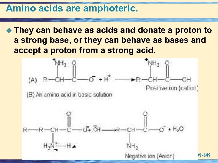 Amino acids are amphoteric. u They can behave as acids and donate a proton