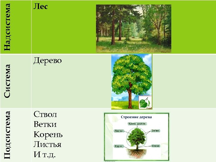 Надсистема Система Подсистема Лес Дерево Ствол Ветки Корень Листья И т. д. 17. 03.