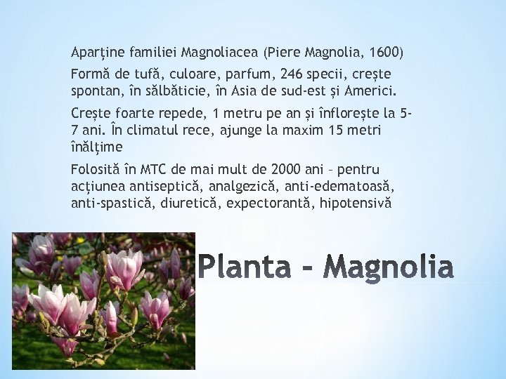 Aparține familiei Magnoliacea (Piere Magnolia, 1600) Formă de tufă, culoare, parfum, 246 specii, crește