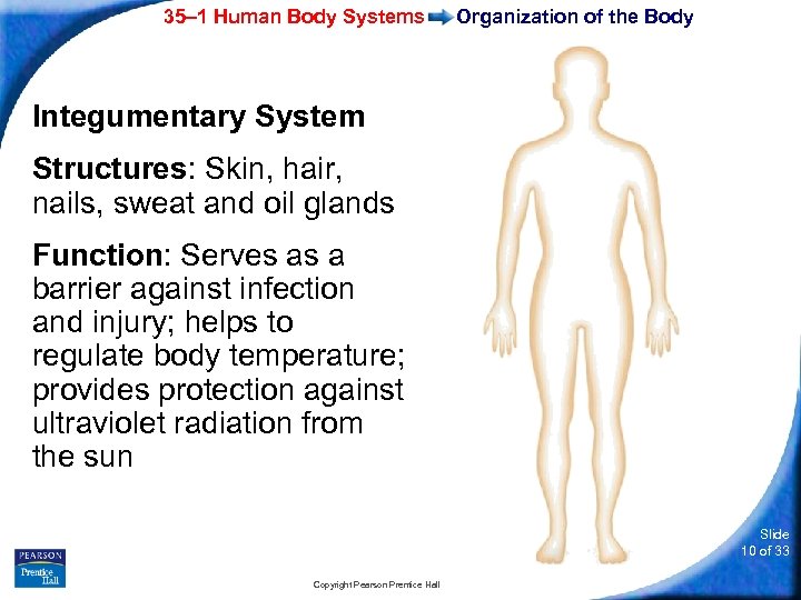 35– 1 Human Body Systems Organization of the Body Integumentary System Structures: Skin, hair,