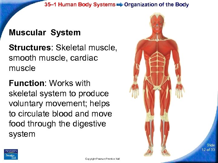 35– 1 Human Body Systems Organization of the Body Muscular System Structures: Skeletal muscle,