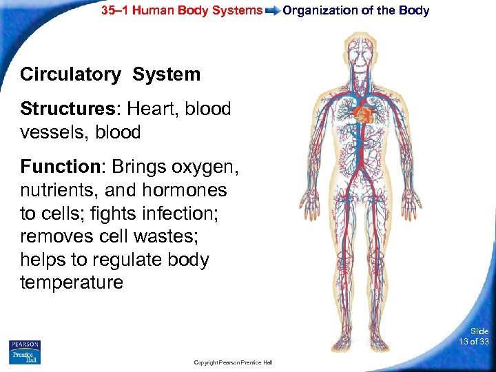 35– 1 Human Body Systems Organization of the Body Circulatory System Structures: Heart, blood