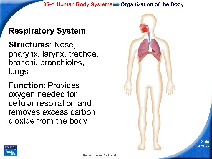 35– 1 Human Body Systems Organization of the Body Respiratory System Structures: Nose, pharynx,