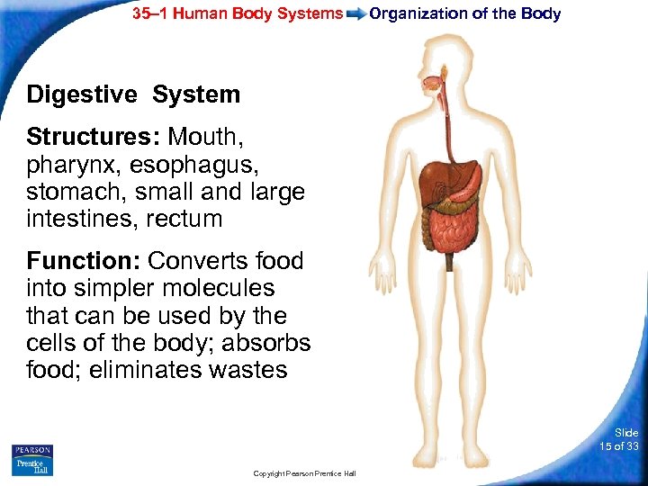 35– 1 Human Body Systems Organization of the Body Digestive System Structures: Mouth, pharynx,