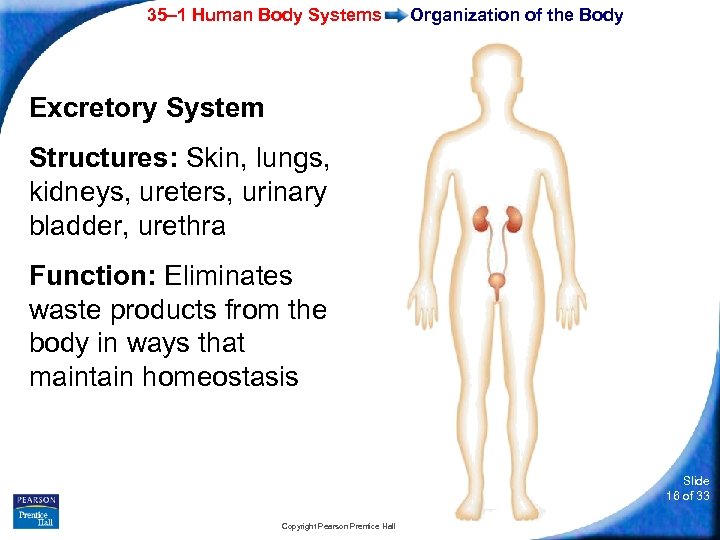 35– 1 Human Body Systems Organization of the Body Excretory System Structures: Skin, lungs,