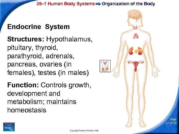 35– 1 Human Body Systems Organization of the Body Endocrine System Structures: Hypothalamus, pituitary,