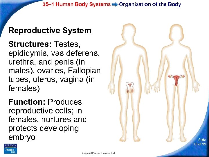35– 1 Human Body Systems Organization of the Body Reproductive System Structures: Testes, epididymis,