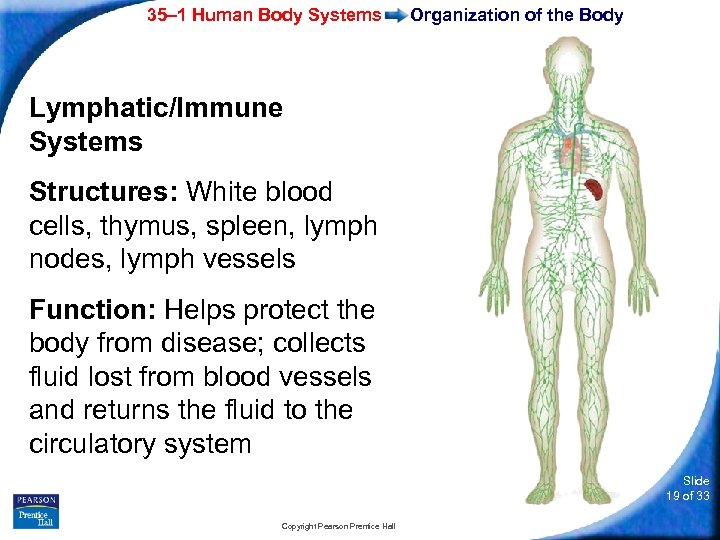 35– 1 Human Body Systems Organization of the Body Lymphatic/Immune Systems Structures: White blood