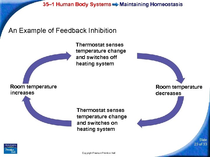 35– 1 Human Body Systems Maintaining Homeostasis An Example of Feedback Inhibition Thermostat senses