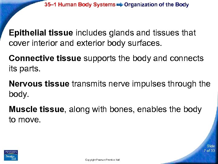 35– 1 Human Body Systems Organization of the Body Epithelial tissue includes glands and