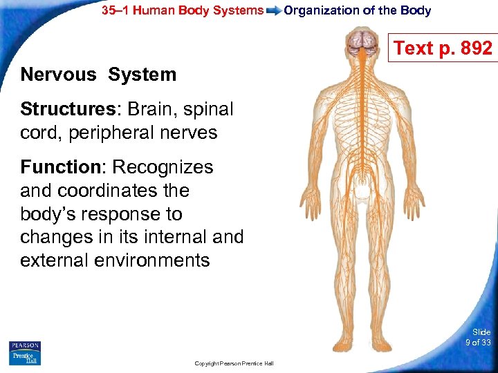 35– 1 Human Body Systems Organization of the Body Text p. 892 Nervous System