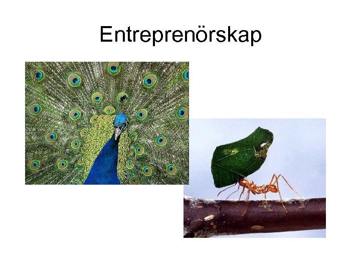 Entreprenörskap 