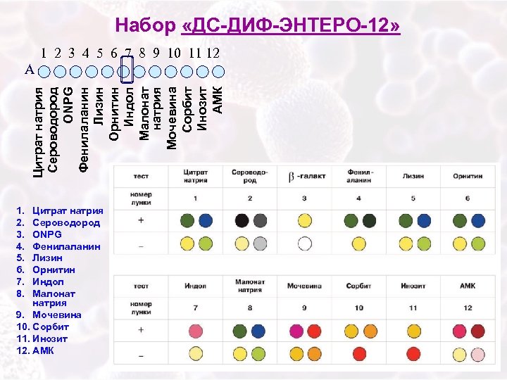 Набор «ДС-ДИФ-ЭНТЕРО-12» 1 2 3 4 5 6 7 8 9 10 11 12