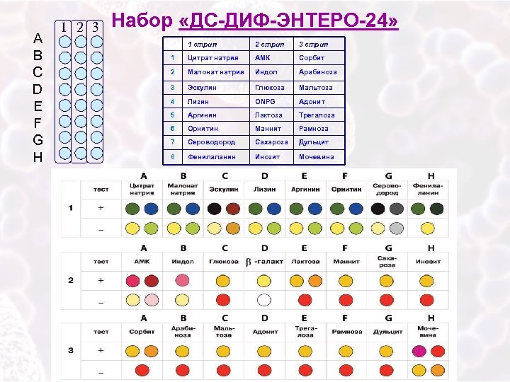 A B C D E F G H 1 2 3 Набор «ДС-ДИФ-ЭНТЕРО-24» 1