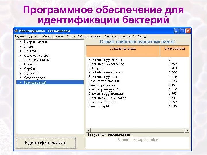 Программное обеспечение для идентификации бактерий 