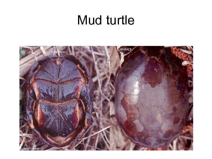 Mud turtle 
