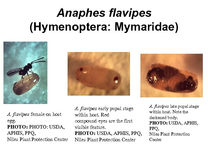 Anaphes flavipes (Hymenoptera: Mymaridae) A. flavipes female on host egg. PHOTO: USDA, APHIS, PPQ,
