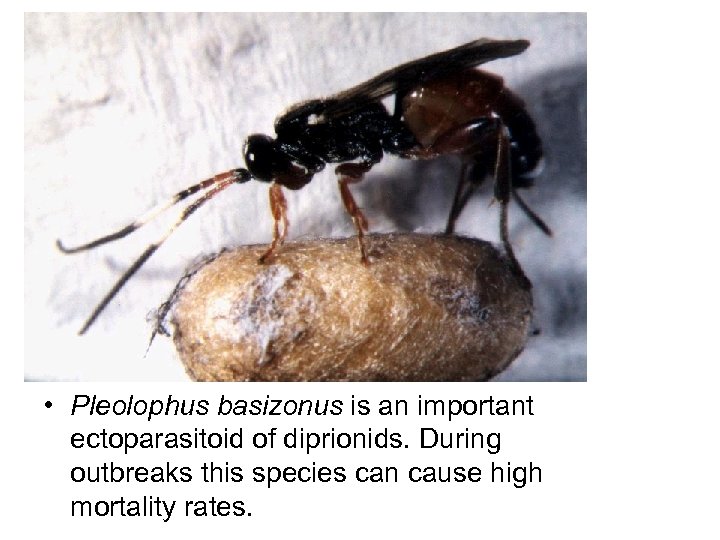  • Pleolophus basizonus is an important ectoparasitoid of diprionids. During outbreaks this species