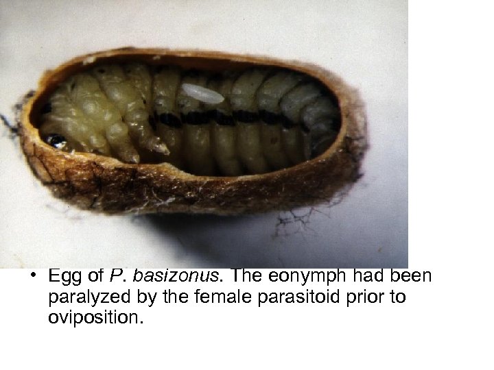  • Egg of P. basizonus. The eonymph had been paralyzed by the female