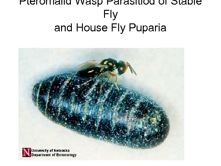 Pteromalid Wasp Parasitiod of Stable Fly and House Fly Puparia 