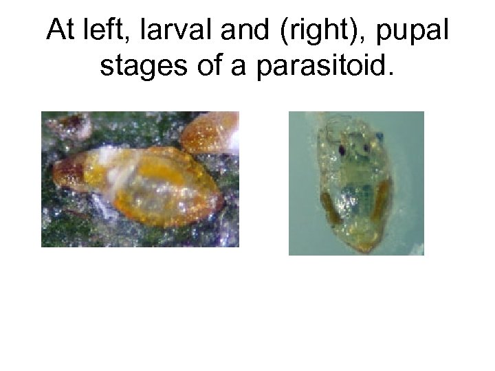 At left, larval and (right), pupal stages of a parasitoid. 