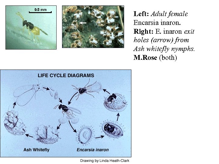 Left: Adult female Encarsia inaron. Right: E. inaron exit holes (arrow) from Ash whitefly