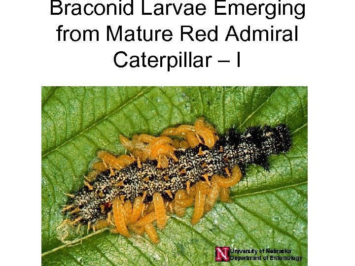 Braconid Larvae Emerging from Mature Red Admiral Caterpillar – I 