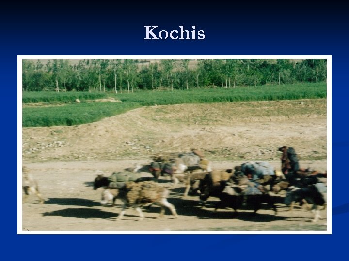 Kochis 