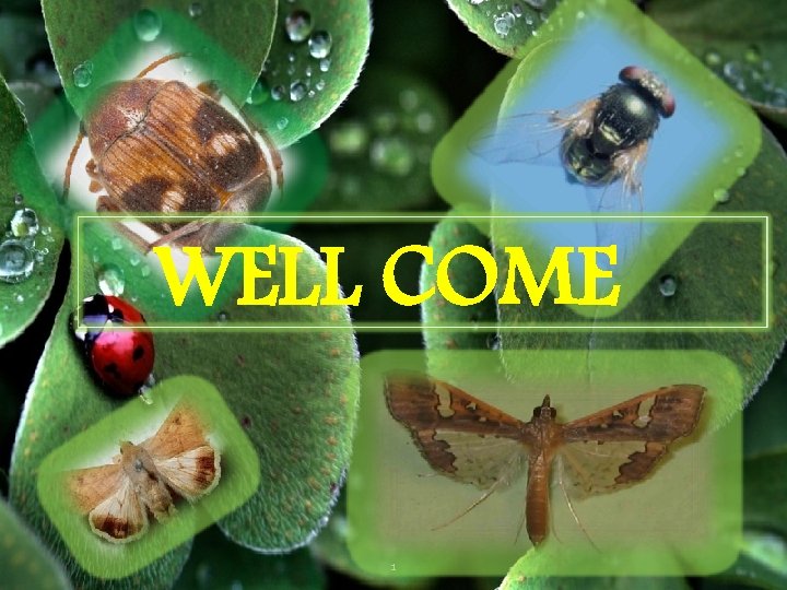 WELL COME Well come 1 