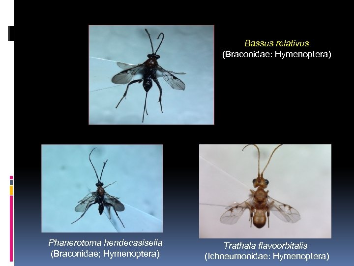 Bassus relativus (Braconidae: Hymenoptera) Phanerotoma hendecasisella (Braconidae; Hymenoptera) Trathala flavoorbitalis (Ichneumonidae: Hymenoptera) 