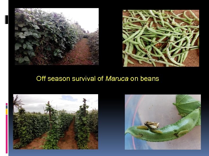 Off season survival of Maruca on beans 