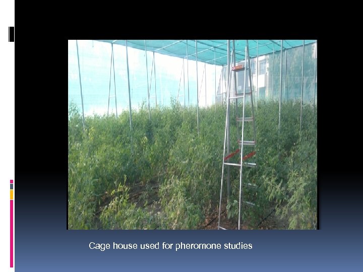 Cage house used for pheromone studies 