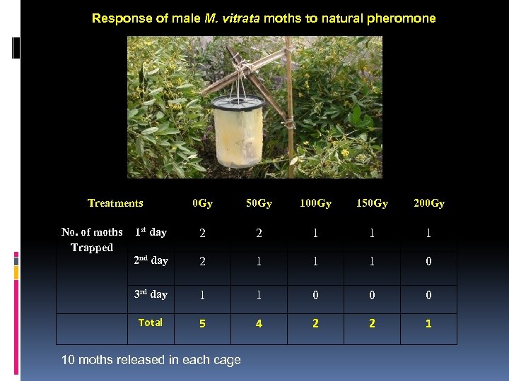 Response of male M. vitrata moths to natural pheromone Treatments 50 Gy 100 Gy