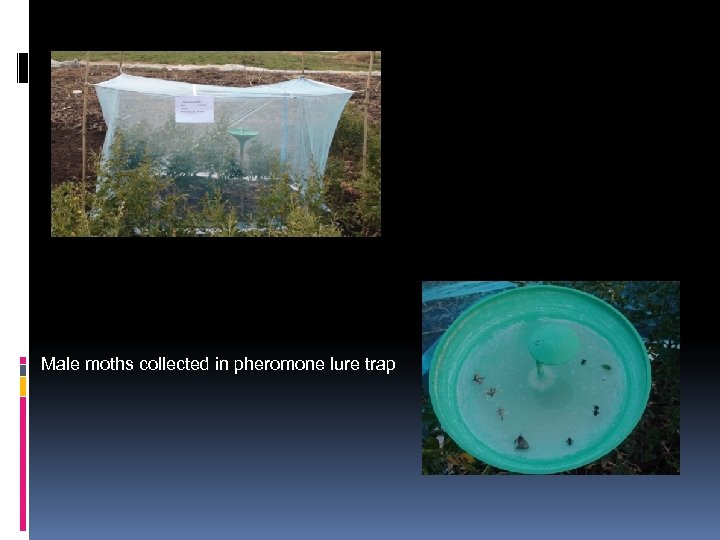 Male moths collected in pheromone lure trap 