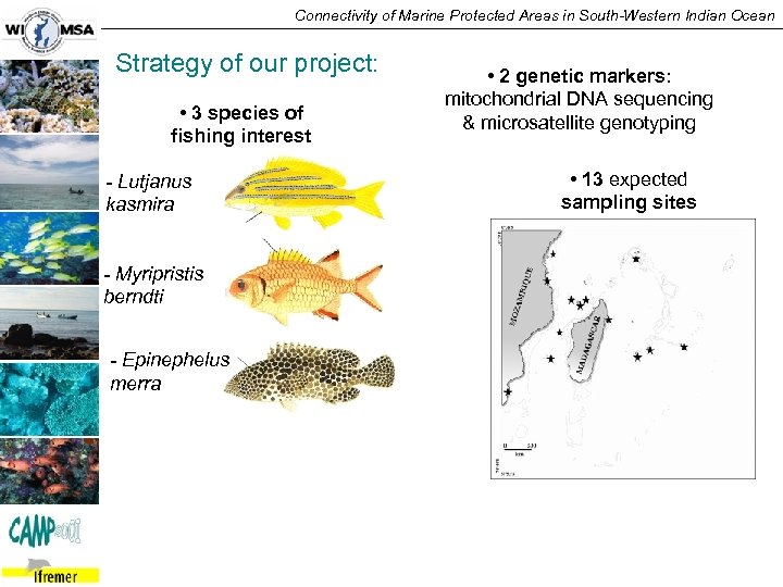 Connectivity of Marine Protected Areas in South-Western Indian Ocean Strategy of our project: •