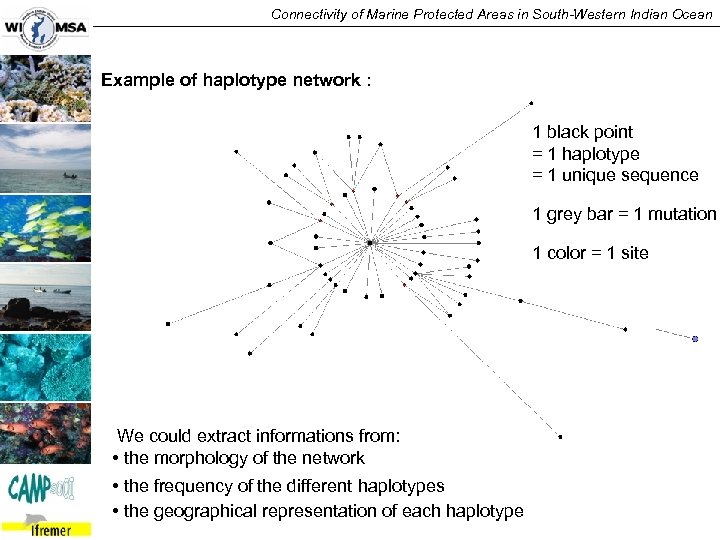 Connectivity of Marine Protected Areas in South-Western Indian Ocean Example of haplotype network :