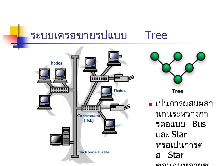 ระบบเครอขายรปแบบ Tree n เปนการผสมผสา นกนระหวางกา รตอแบบ Bus และ Star หรอเปนการต อ Star 