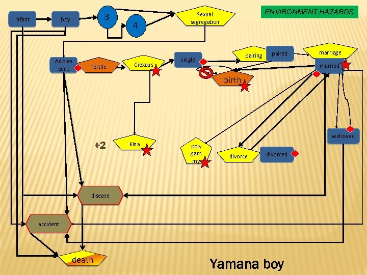 infant 3 boy Adoles cent fertile 4 Ciexaus ENVIRONMENT HAZARDS Sexual segregation pairing single