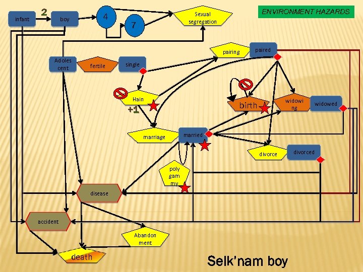 infant 2 4 boy ENVIRONMENT HAZARDS Sexual segregation 7 pairing Adoles cent fertile paired