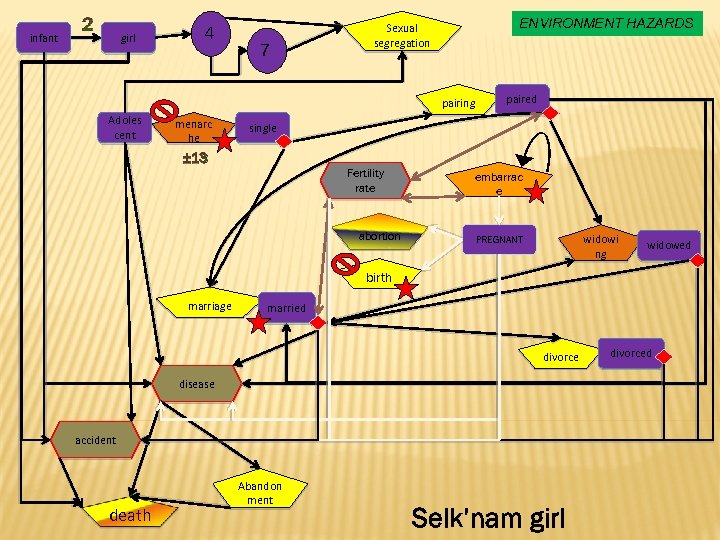 infant 2 girl 4 7 ENVIRONMENT HAZARDS Sexual segregation pairing Adoles cent menarc he