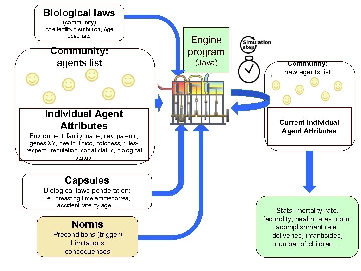 Biological laws (community) Age fertility distribution, Age dead rate Community: agents list Individual Agent